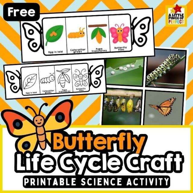 Butterfly Life Cycle Printable Craft (Fun Learning Science Activity ...