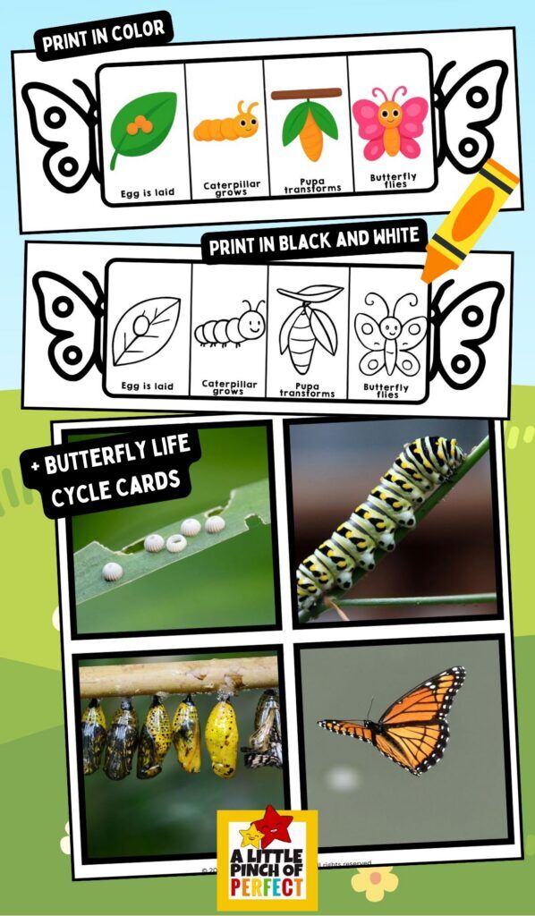 Butterfly Life Cycle Printable Craft (Fun Learning Science Activity ...