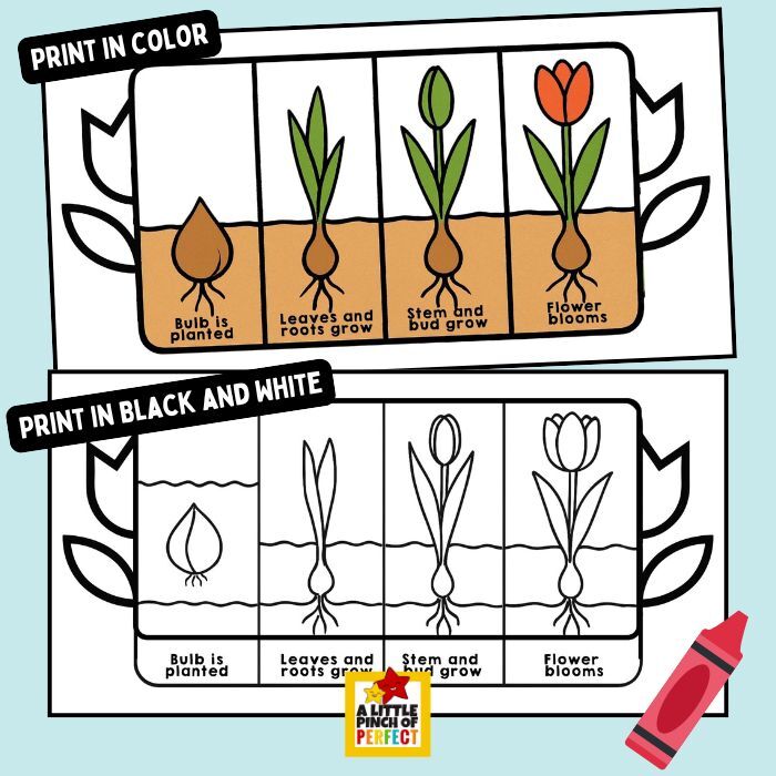 Tulip Life Cycle Printable Craft (Fun Spring Science Activity) - A ...