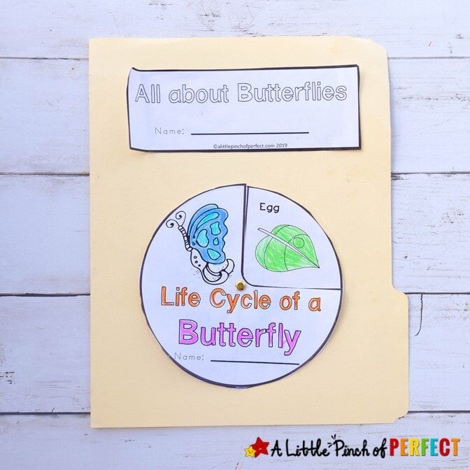 ALL ABOUT BUTTERFLIES UNIT STUDY & LAPBOOK PRINTABLES - Image 4