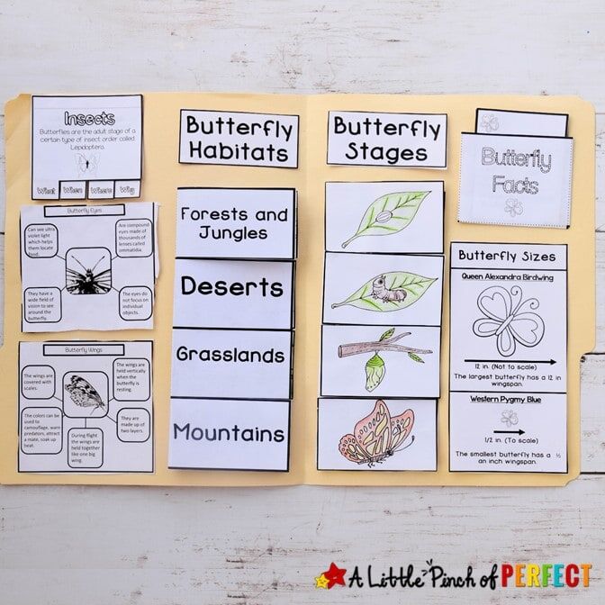 ALL ABOUT BUTTERFLIES UNIT STUDY & LAPBOOK PRINTABLES - Image 3