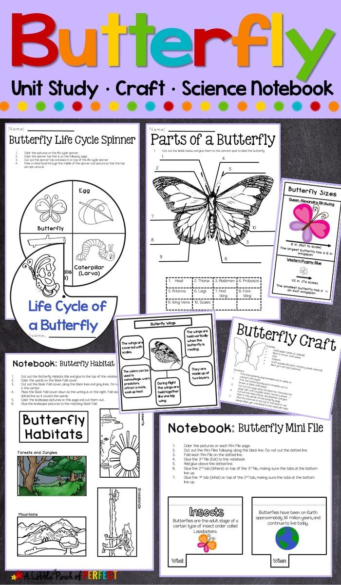 ALL ABOUT BUTTERFLIES UNIT STUDY & LAPBOOK PRINTABLES - Image 5
