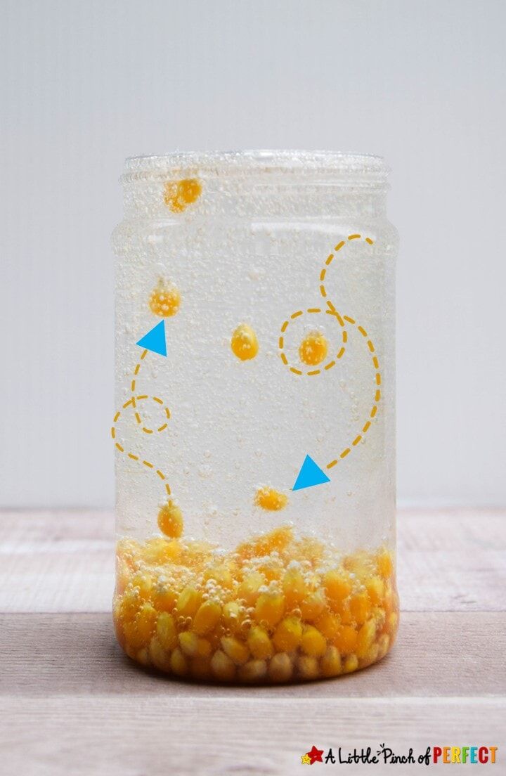 Dancing Corn Easy Kids Science Experiment