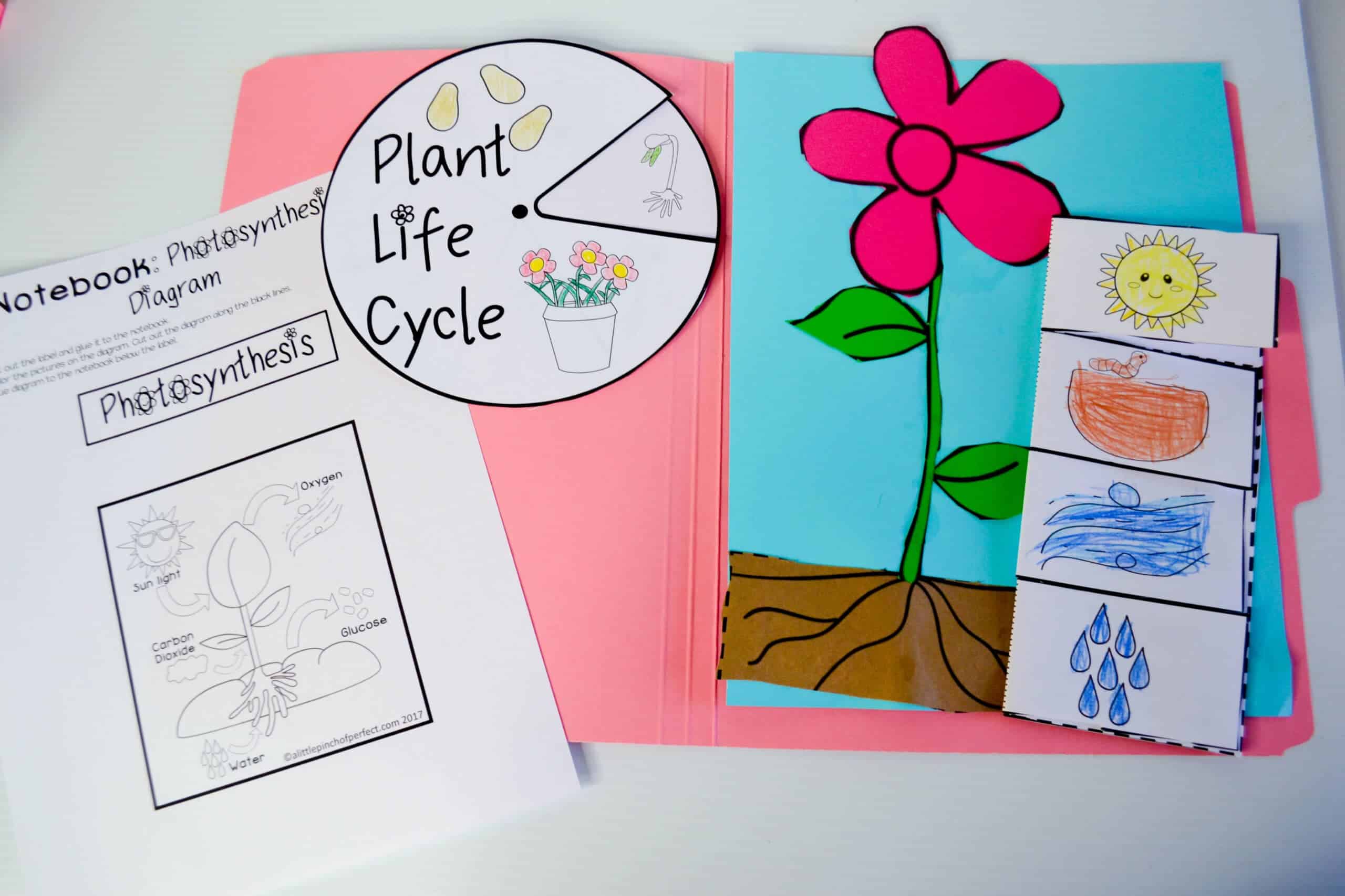 All About Plants Unit Study & Lapbook Printables - Image 4