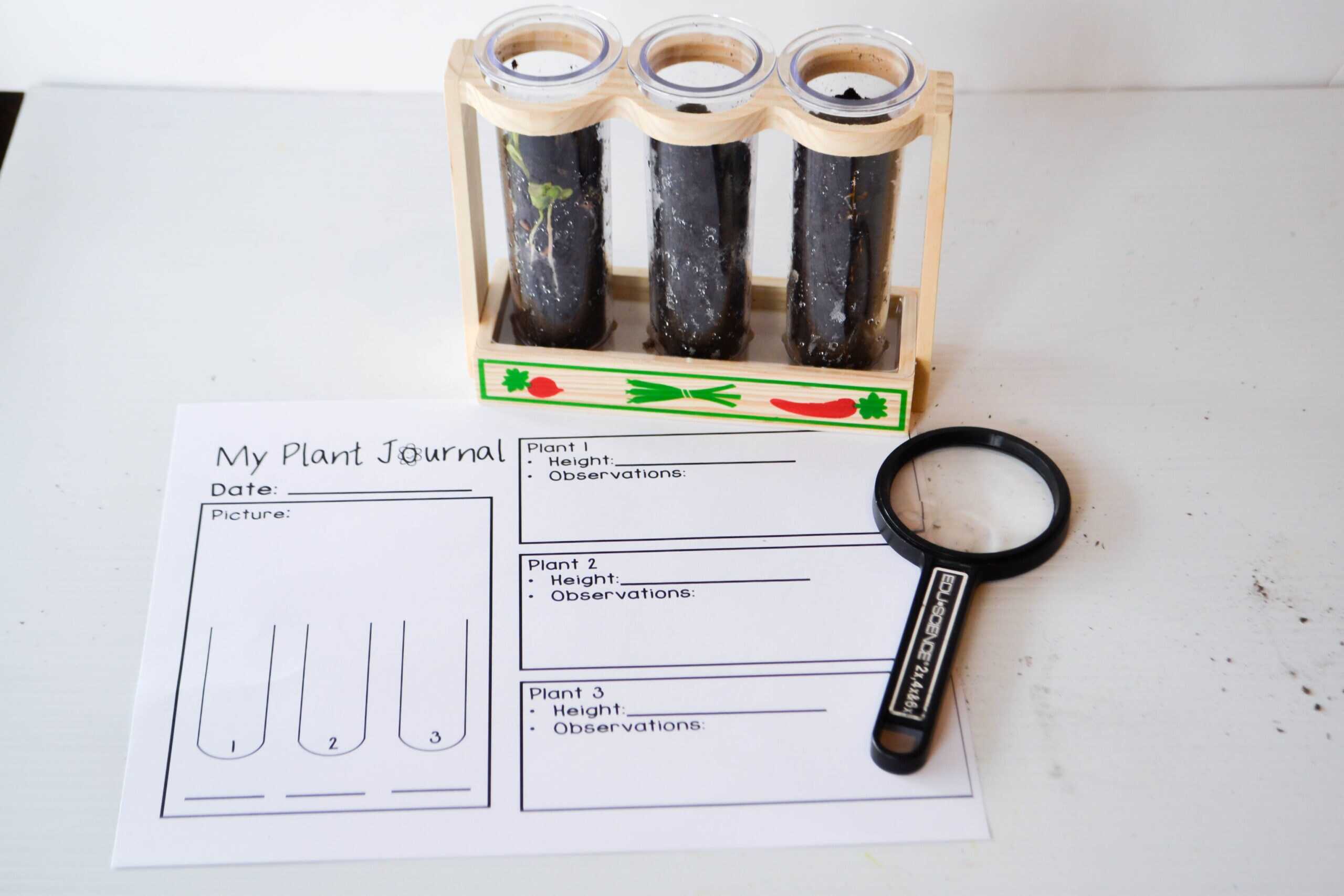 All About Plants Unit Study & Lapbook Printables - Image 6
