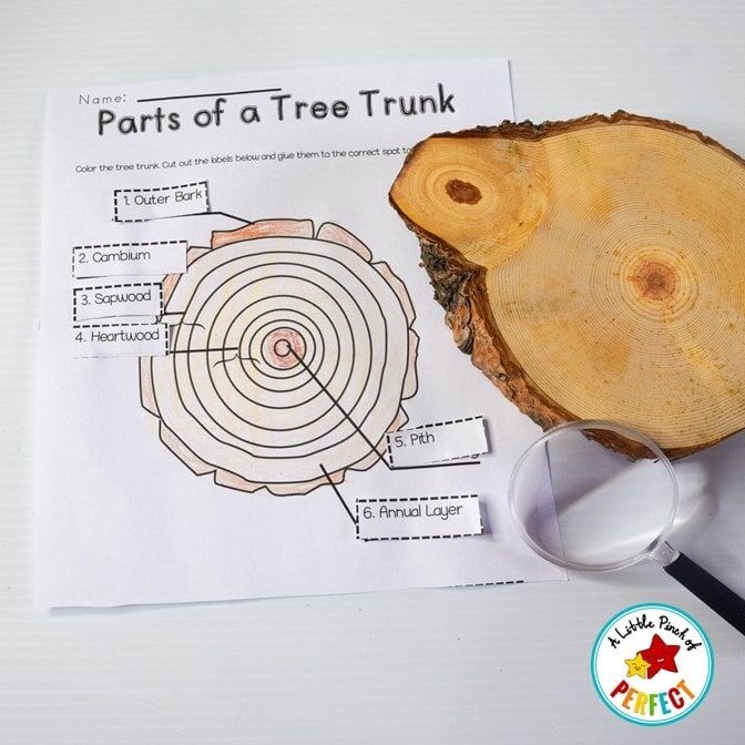 All About Trees: Activities, Craft, Tree Life Cycle, and Science Notebook - Image 4