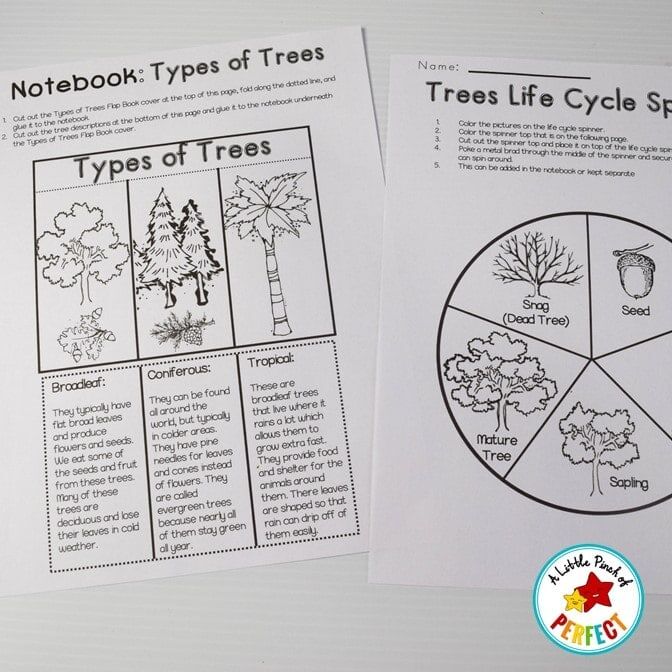 All About Trees: Activities, Craft, Tree Life Cycle, and Science Notebook - Image 3