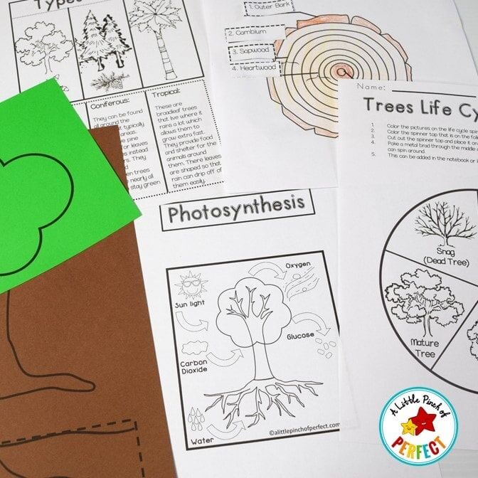All About Trees: Activities, Craft, Tree Life Cycle, and Science Notebook - Image 2